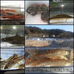 ❼ 日淡・ガサガサ採集、フィッシング　　メンバー募集のお知…