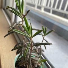キンチョウ(錦蝶 )苗の画像