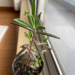 キンチョウ(錦蝶 )苗