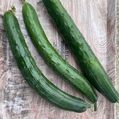 採れたてきゅうり🥒3本入り50円