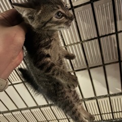 里親募集中  生後2ヶ月 子猫
