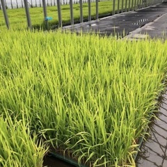 米の苗が買える所