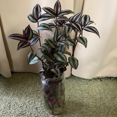 観葉植物　トラディスカンティアセブリナ　