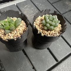 取引中　植物・鉢カバー、スコップの画像