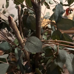 取引者決定　観葉植物　フェイクグリーンの画像