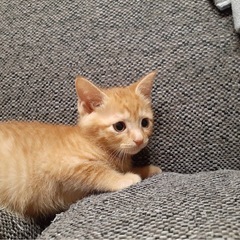 🐈 好奇心旺盛　人気の茶トラ