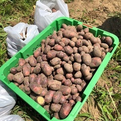 急募！6/24 9時〜 農作業(自然栽培)お手伝い。野菜お分けします。