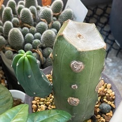 観葉植物の画像