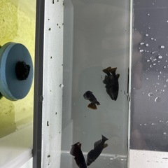 メダカオロチオス