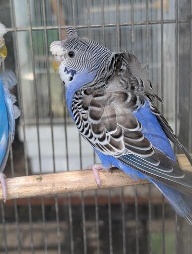 羽衣セキセイインコ (かざみどり) 藤の牛島のペットの無料広告