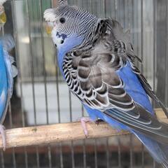 羽衣セキセイインコ