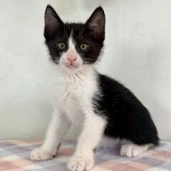 6月28日（土）三鷹で猫の譲渡会🪂🩷☄️babybaby子…