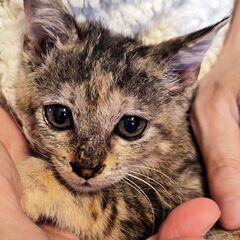 【かわいい】さびキジ仔猫です
