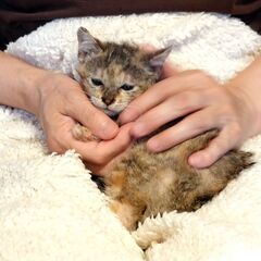 【かわいい】さびキジ仔猫です − 滋賀県