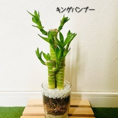 【太め】キングバンブー　観葉植物　ハイドロカルチャー