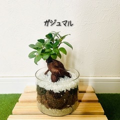 ガジュマル　観葉植物　ハイドロカルチャー