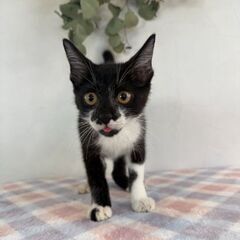 6月28日（土）三鷹で猫の譲渡会🪂🩷☄️babybaby子…