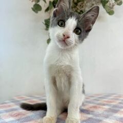 6月28日（土）三鷹で猫の譲渡会🪂🩷☄️babybaby子…