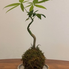[現物出品]苔玉　パキラ