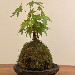 [現物出品]苔玉　紅葉🍁