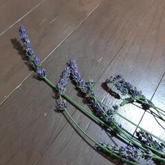 ラベンダー(生花)
