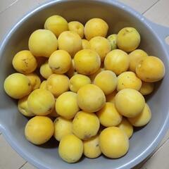 完熟梅5kg / 傷あり / 無農薬の画像