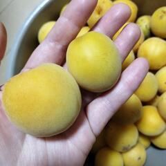 完熟梅5kg / 傷あり / 無農薬の画像