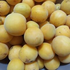 完熟梅5kg / 傷あり / 無農薬の画像