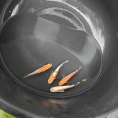 ハイビスカス