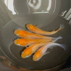 受付中🔴成魚2ペア＋メス1  ハイビスカス 種親候補 めだか 人気のメダカ  ヒカリ体型 可愛い  メダカの画像