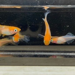 受付中🔴成魚2ペア＋メス1  ハイビスカス 種親候補 めだか 人気のメダカ  ヒカリ体型 可愛い  メダカの画像
