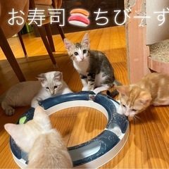 沼る可愛さ♡なれなれ8ちびーずの里親募集