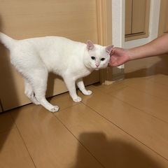 2歳オス