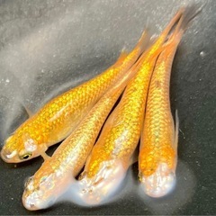 サバンナ直系サンシャイン針子の画像
