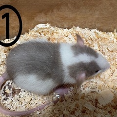 ファンシーラット　オス４匹