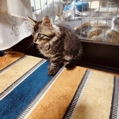 長毛ふわふわな男の子（代理投稿）