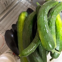朝摘み🥒きゅうり（４本）美味いよの画像