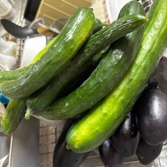 朝摘み🥒きゅうり（４本）美味いよの画像
