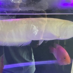 アルビノシルバーアロワナ2匹の画像