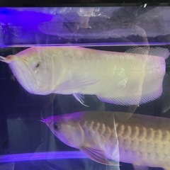 アルビノシルバーアロワナ2匹の画像