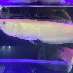 アルビノシルバーアロワナ2匹の画像