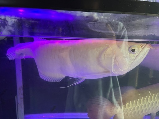 お話中。アルビノシルバーアロワナ2匹