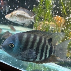熱帯魚  ターコイズブルーセベラムの画像