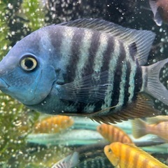 熱帯魚  ターコイズブルーセベラムの画像