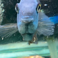 熱帯魚  ターコイズブルーセベラムの画像