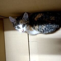 急募！可愛い三毛猫です