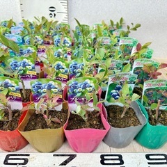 【植物】ブルーベリー苗 6株セットの画像