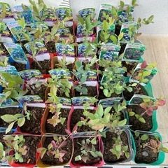 【植物】ブルーベリー苗 6株セットの画像