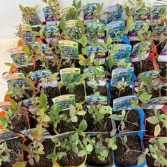 【植物】ブルーベリー苗 6株セットの画像