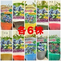 【植物】ブルーベリー苗 6株セットの画像